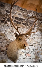 Head Of A Deer Hanging On A Wall