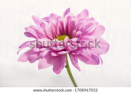 Head of delicate pink chrysanthemums flower macro side view on white background