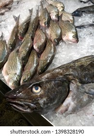 Head Detail Of Whole Cod Fish On Ice With Striped Bass Looking On