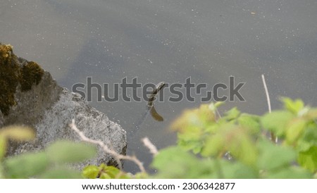 Head of a dice snake Natrix tessellata peaking out of water on a sunny day in Lake Leman in Switzerland