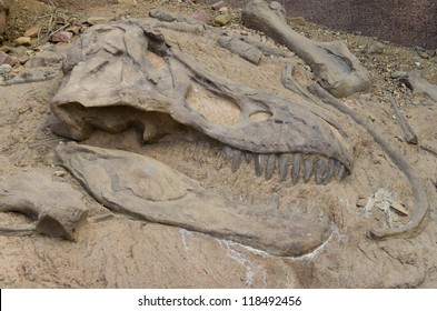 Head Of A Dinosaur Fossil