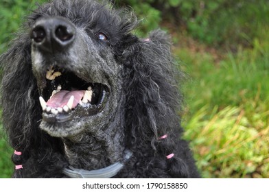 Head Of A Dog Breed Standard Poodle Close-up On A Blurred Background Of A Green Summer Park