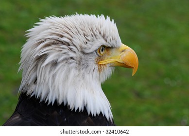 Head of an eagle