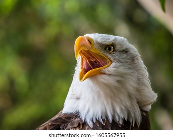 Head Of Eagle With Its Beak Open