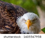 head eagle close up looking