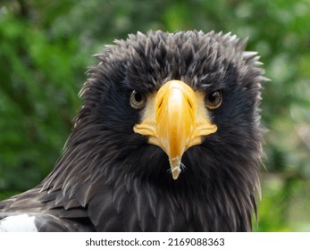 Head of an eagle looking straight at you with a little feather of his last meal still on the tip of his yellow beak  - Shutterstock ID 2169088363