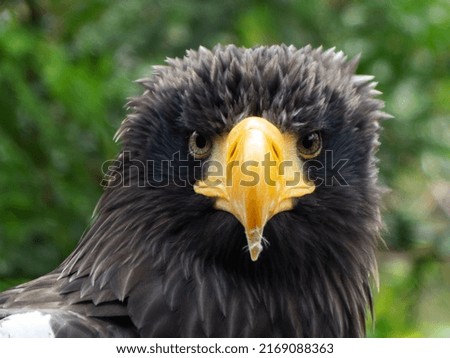 Head of an eagle looking straight at you with a little feather of his last meal still on the tip of his yellow beak 