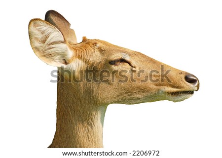 Similar – Deer looks into the camera