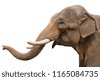 trunk elephant isolated