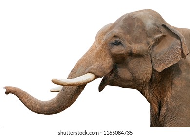 Head Of An Elephant, Isolated