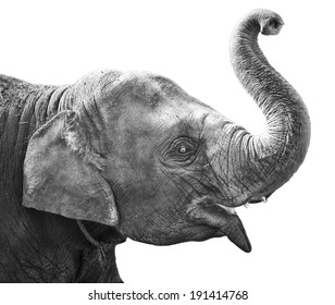 head of elephant isolated on white background
