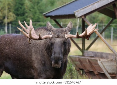 Head Of An Elk (Alces Alces) With Mighty Antlers.