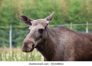 18 Moose without antler Images, Stock Photos & Vectors | Shutterstock