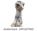 The head of an Emu. Emu bird isolated