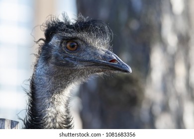 Bird With Big Nose Images, Stock Photos & Vectors | Shutterstock