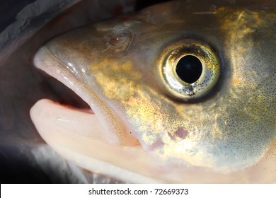 Head Of European Chub (Squalius Cephalus)