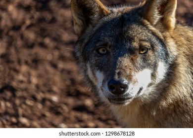 head of European Iberian wolf