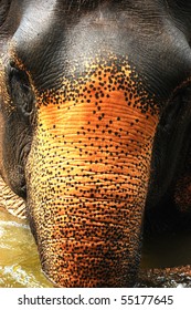 Head eye of elephant