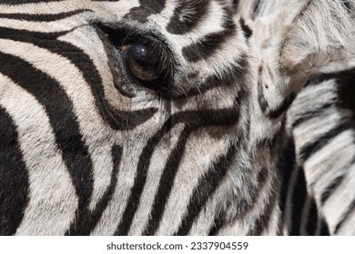 Head and eyes of a zebra in the Animal Park Bretten, Germany
