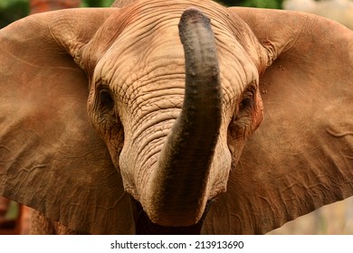 Head and face of angry action African elephant 