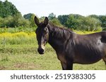 Head, face, and body of a mule or hinny with beautiful dark brown fur and a mane grazing on a green field of a farm in Brandenburg, Germany on a sunny summer day.