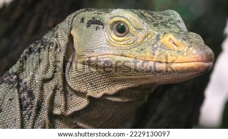 head and face close up of Gray's monitor lizard or Butaan lizard or Ornate monitor. Varanus olivaceus species, endemic to the Philippines islands and Sierra Madre Range Natural Park.
