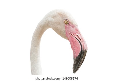 Head flamingo  isolated on white