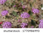 Head flowers in shades of pink and white arise from Desert Sand Verbena, Abronia Villosa, Nyctaginaceae, native Herbaceous Annual in the periphery of Joshua Tree City, Southern Mojave Desert, Springti