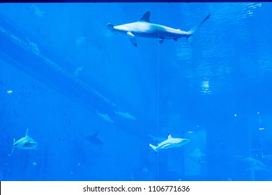 Head focus close up shot of hammerhead Sharks in a blue water aquarium.  in Singapore SEA Aquarium Sentosa, Singapore, June 4, 2018