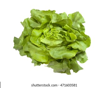 Head Of Fresh Boston Lettuce