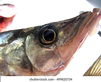 Head Of A Fresh Common Snook (Centropomus Undecimalis), Also Known As The Sergeant Fish Or Robalo.