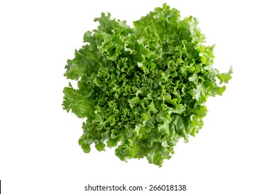 Head Of Fresh Crispy Leafy Green Californian Lettuce Isolated On White Viewed From Above To Be Used As A Healthy Salad Ingredient And Garnish