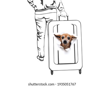 The head funny brown toy terrier peeks out ragged hole in white paper which big suitcase   woman rolling it around the station are drawn The concept transportation pets in travel