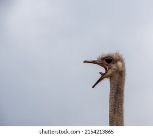 Head of a funny curious ostrich against the background of a sky. The head of an African ostrich against the sky. Beautiful ostriches.