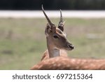 Head of gazelle