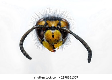 The Head Of A German Wasp