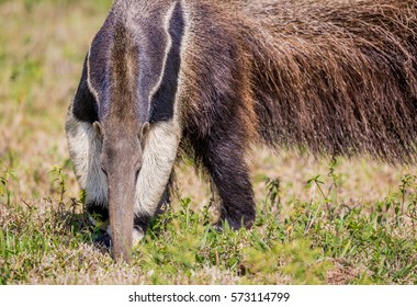 Head Of Giant Anteater Of Brazil With The Forward Claw