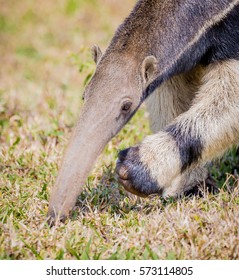 Head Of Giant Anteater Of Brazil With The Forward Claw
