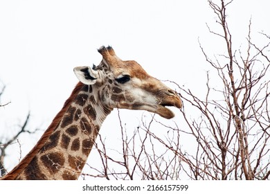 HEAD OF A GIRAFFE WITH MOUTH OPEN AGAINST BLEAK SKY
