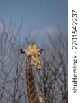 head of giraffe in the trees