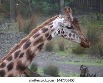 Head Of Giraffe At Wellington Zoo