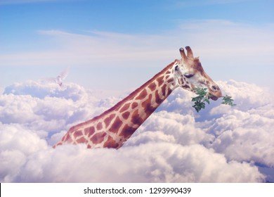 Head of giraffes in the clouds. In the background is a white dove.