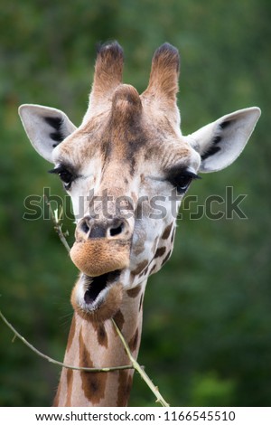 Head of girrafe