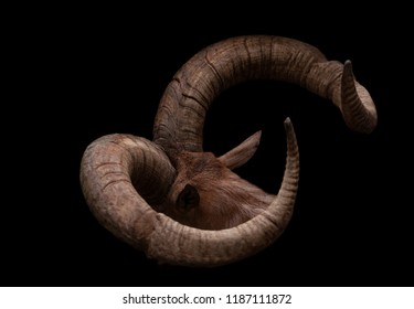 Head Of Goat With Pair Of Brown Goat Horns