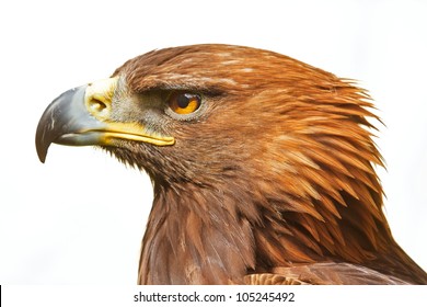 Head Of Golden Eagle Isolated