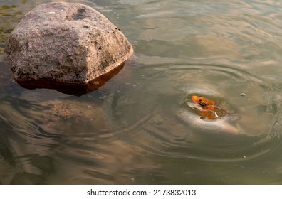 The Head Of A Golden Perch Peeks Out Of The Water.  Gold Fish.  Three Wishes.  Lake, Pond, Water, Fish.