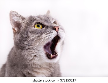 The head of the gray cat looking up, mewing and having widely opened a mouth. Horizontal shot, white background, close up