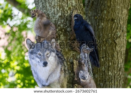 The head of a gray wolf, pine martens and raven, taxidermy stuffed. Stuffed animals at the flea market.