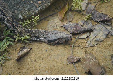 Head of green anaconda (Eunectes murinus), also known as the common anaconda and water boa, is a non-venomous boa species found in South America. Boidae family. Amazon, Brazil
