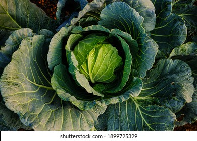 Head Of Green Cabbage In Organic Home Farm Vegetable Food